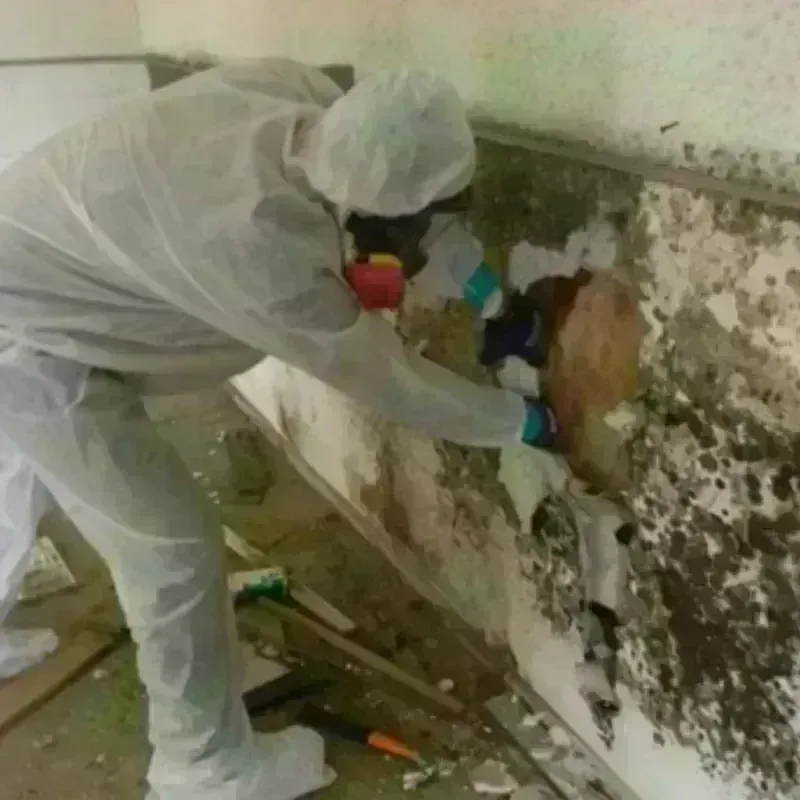 Mold Remediation and Removal in Bushland, TX